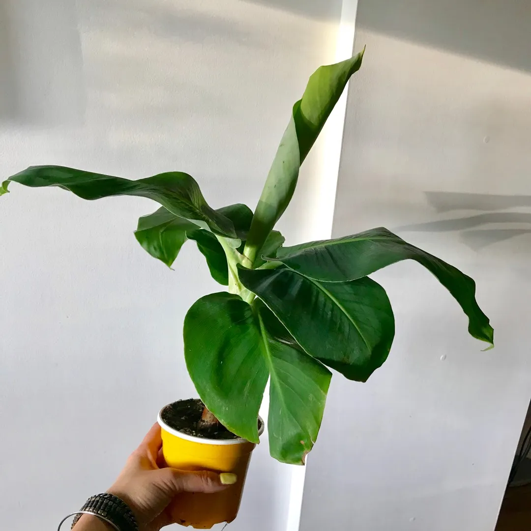 Banana Plant 🍌🌱💕 photo 3