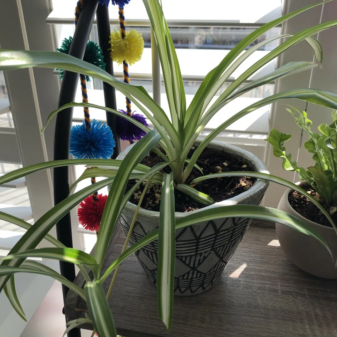 Spider Plant Clippings photo 1
