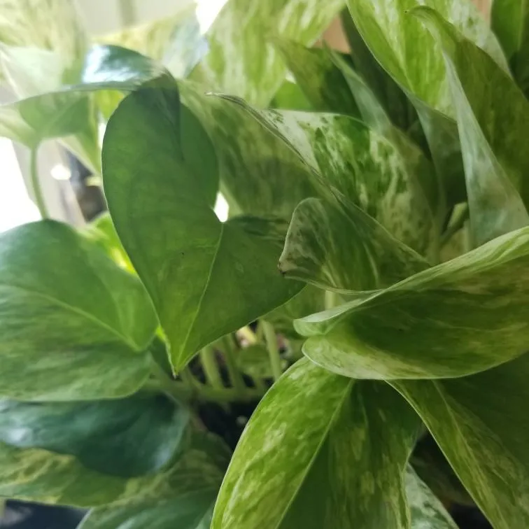 MARBLE QUEEN POTHOS CUTTINGS photo 1