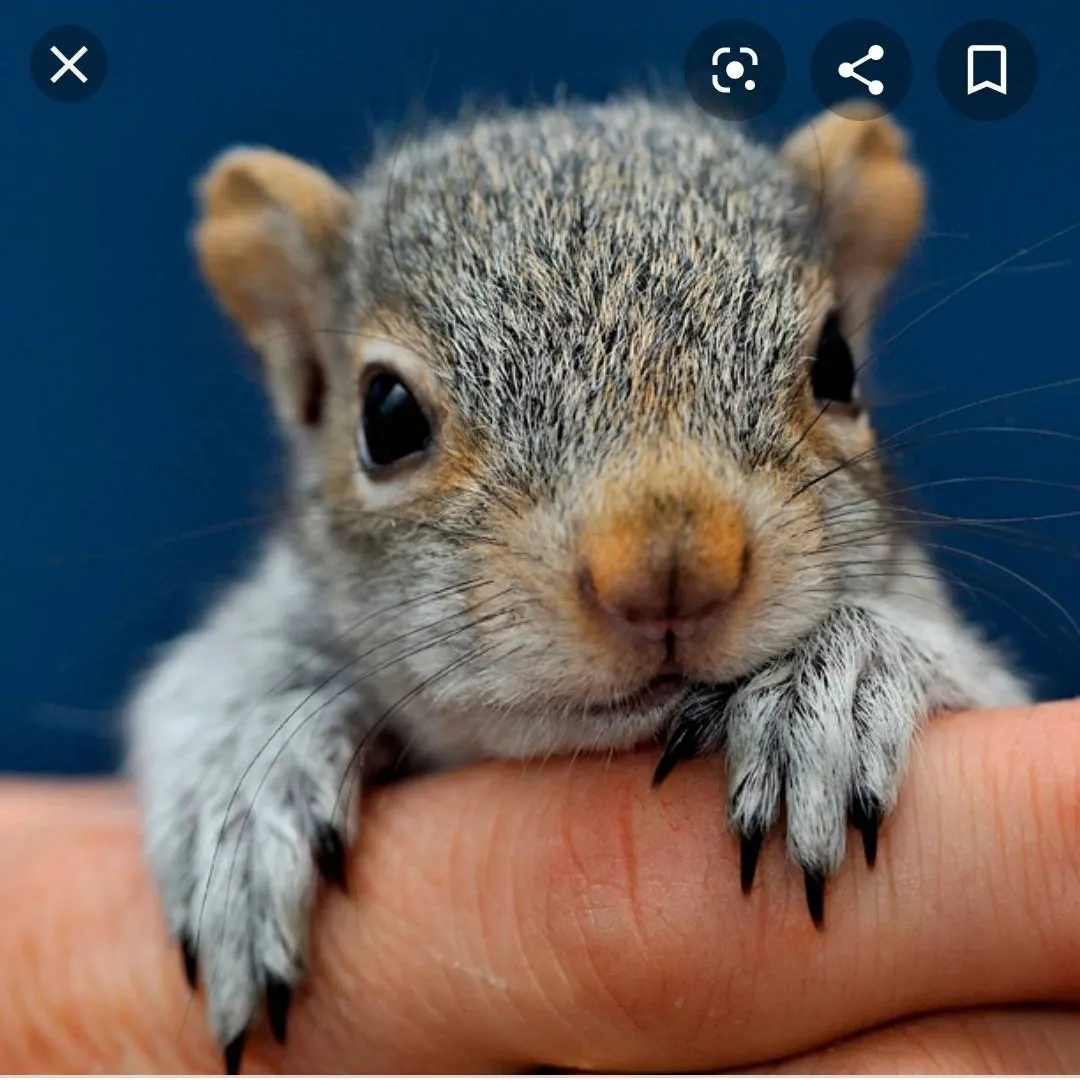 Baby squirrel rescue - Don't make this mistake photo 1