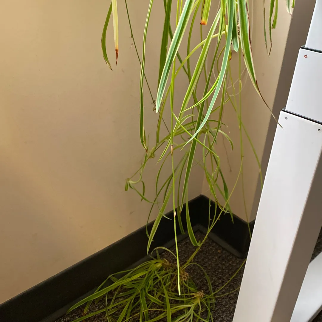 Long Spider Plant photo 3
