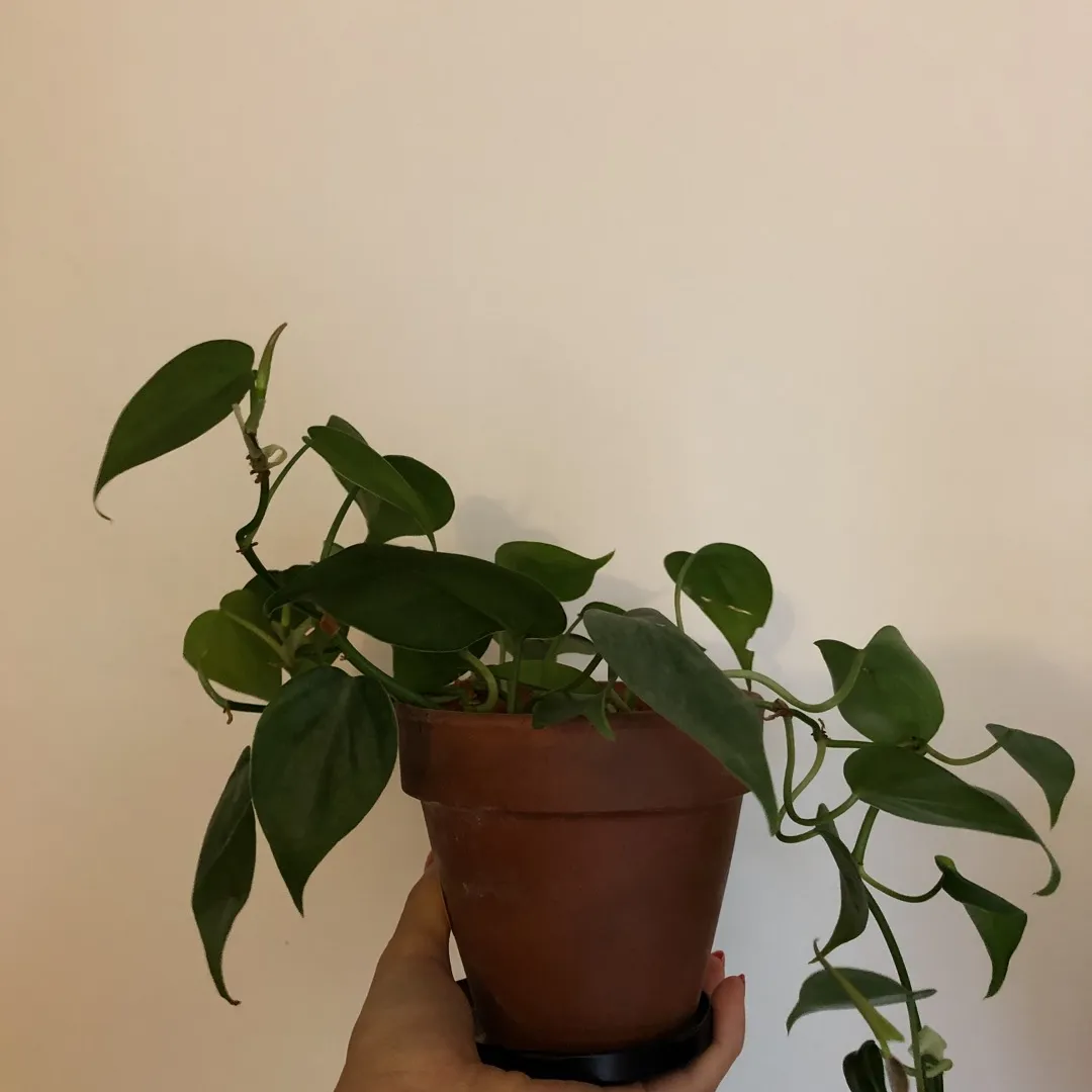 Plant In Pot photo 1