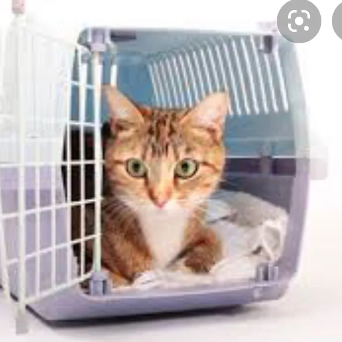 Cat Or Small Animal Crates photo 1
