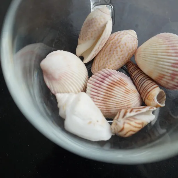 NICE sea Shell Collection photo 1