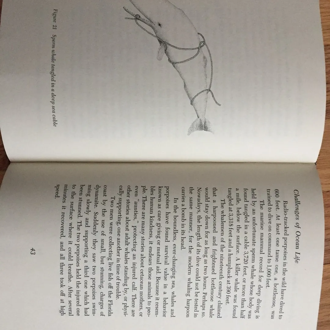 Old Illustrated Book, Marine Mammals photo 4