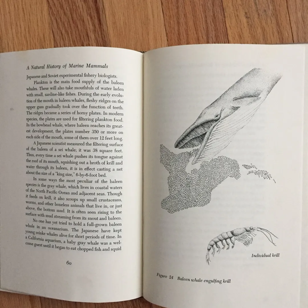 Old Illustrated Book, Marine Mammals photo 3