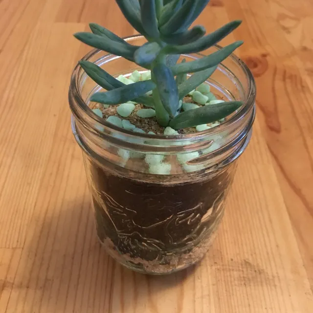 Succulent in a Mason Jar photo 1