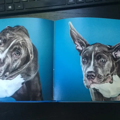 Book Puppy Photos photo 6