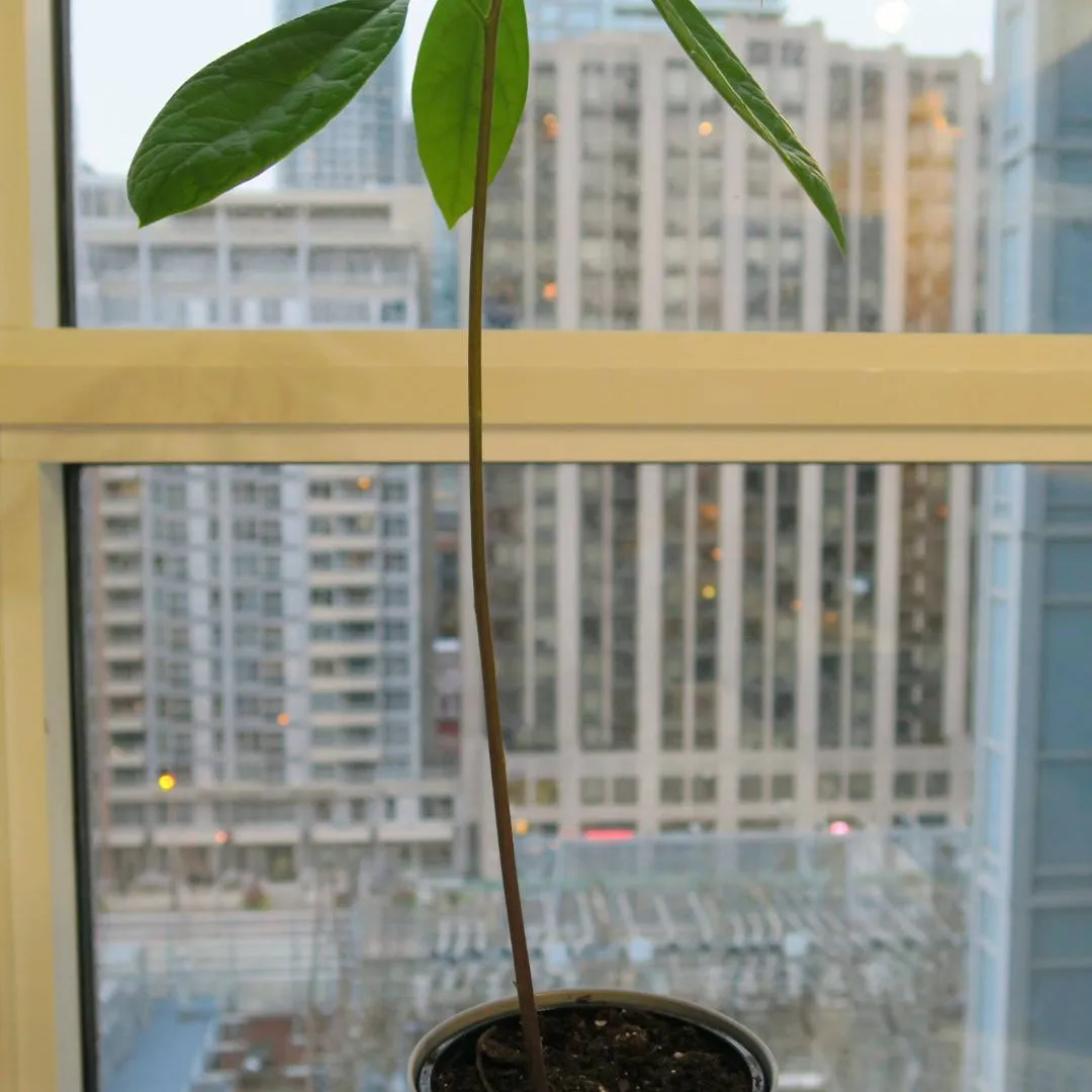 Baby Avocado Tree photo 1