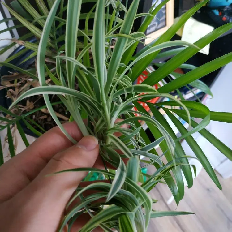 Baby Spider Plants photo 1