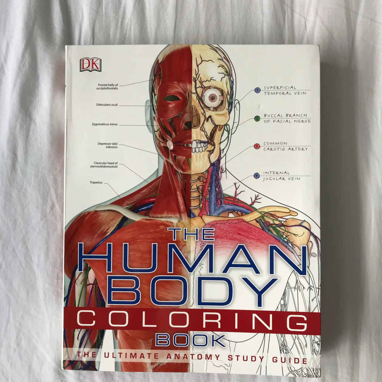 Human Body Coloring Book! photo 1
