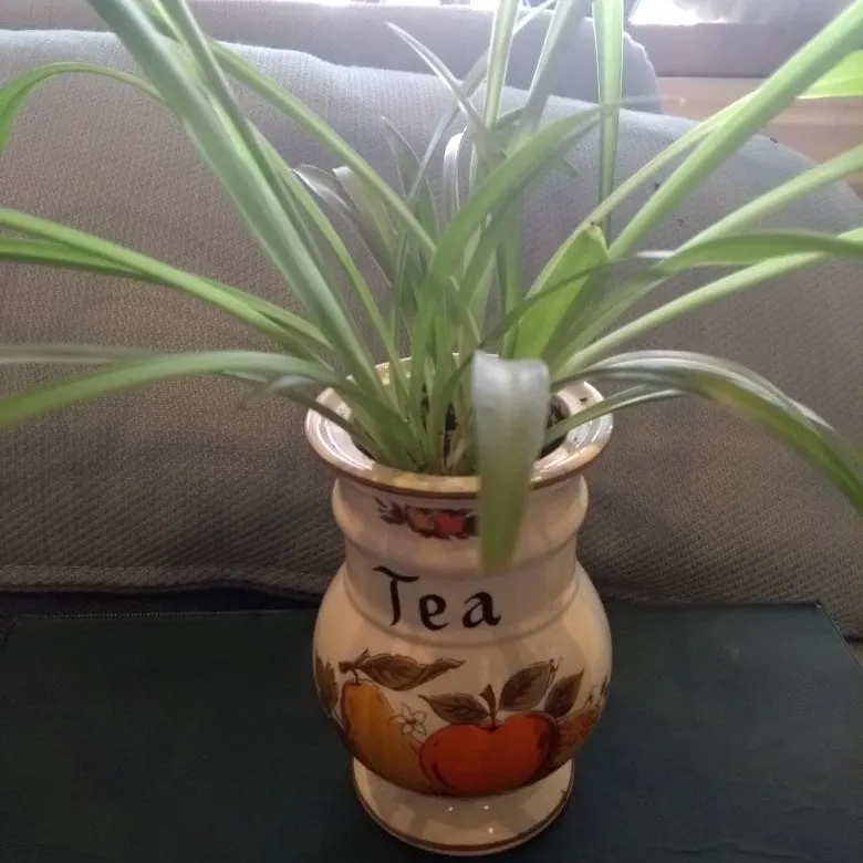 Spider Plant In Vintage Ceramic Tea Canister photo 1