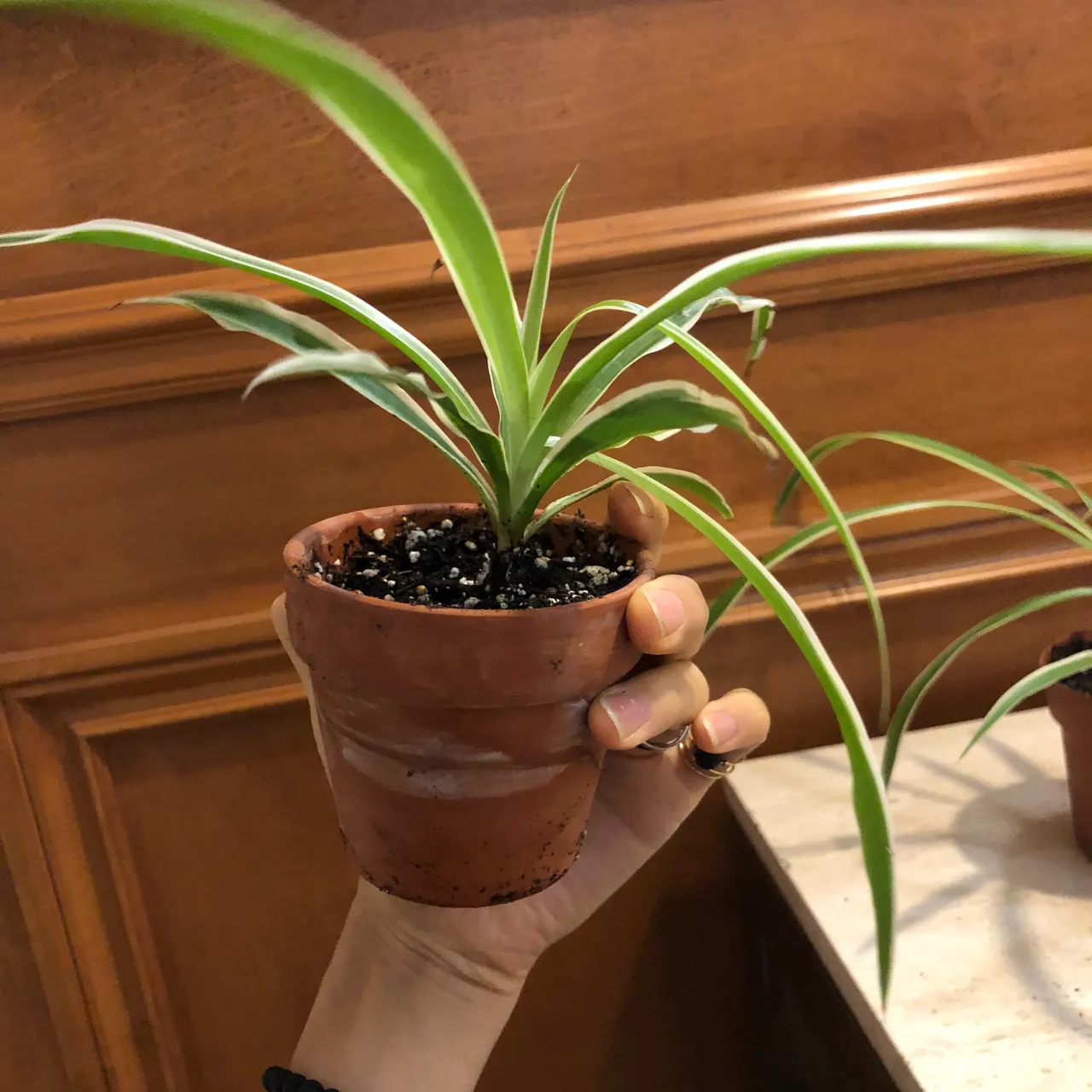 Spider plant in clay pot photo 4