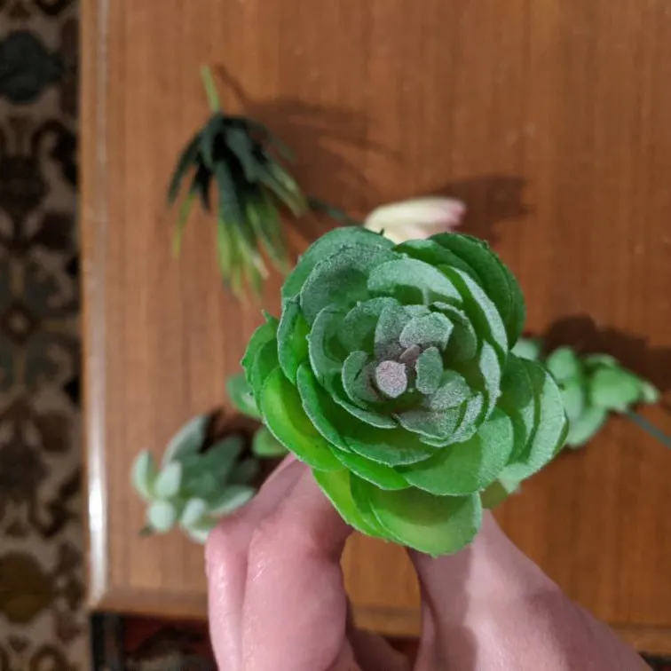 Never-Dying Succulents photo 4