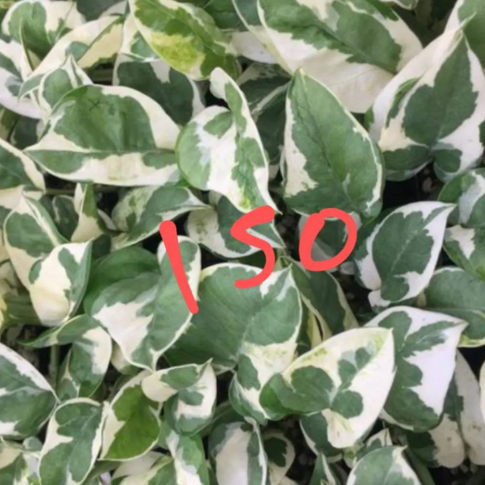ISO: Pearls And Jade Pothos photo 1