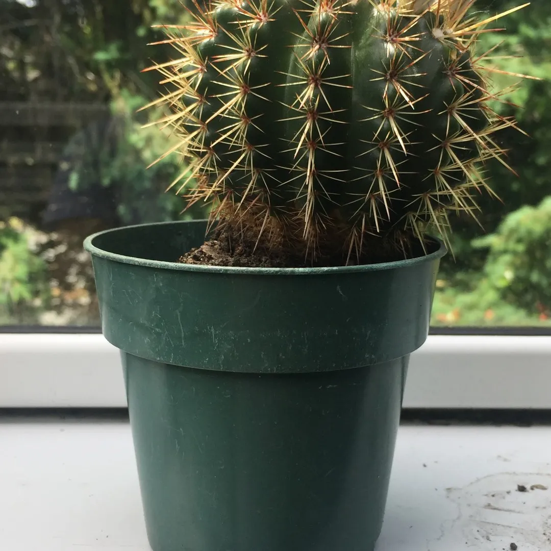 Little Cactus 🌵 photo 1