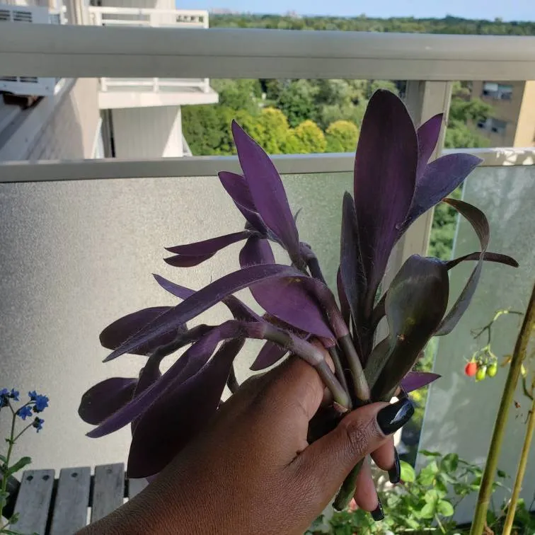 6 cuttings of purple heart (tradescantia pallida) photo 1