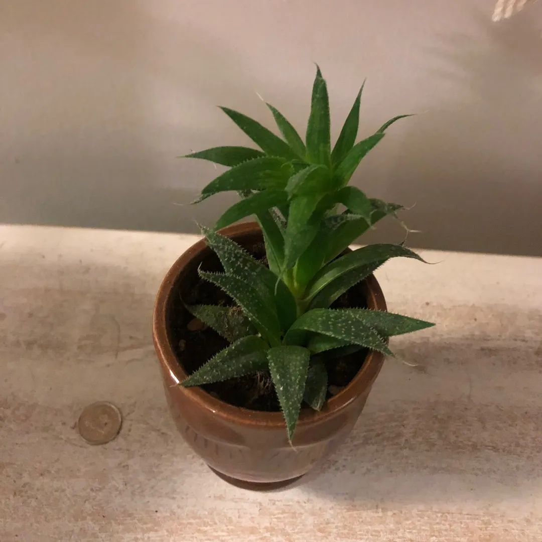 Succulent In Pot photo 3