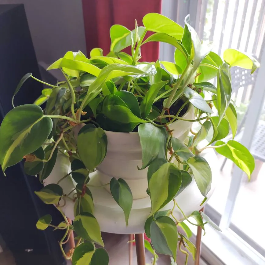 Cutting Of My Philodendron Brazil Plant photo 1