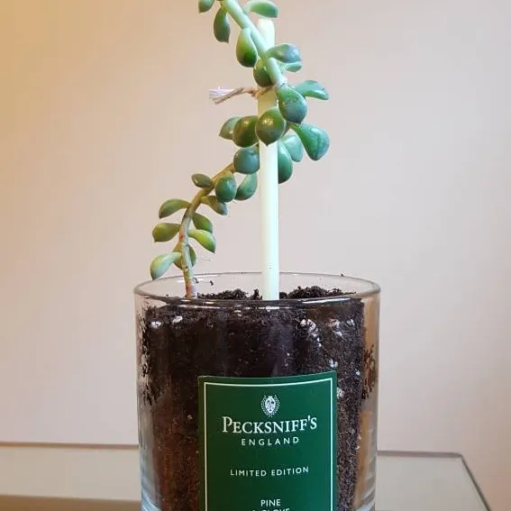 Succulent In A Candle Holder photo 3
