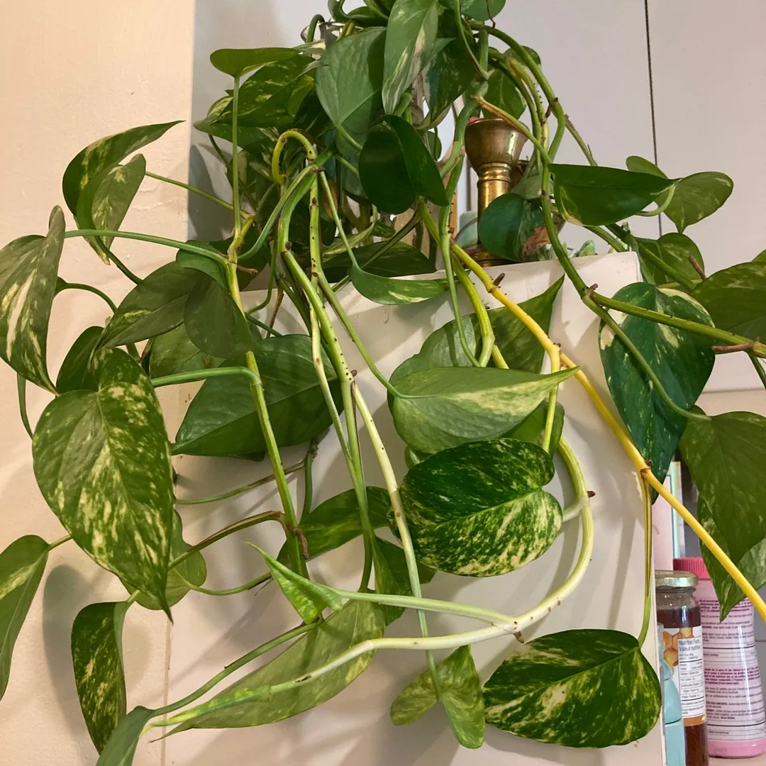 Pothos Clippings! (always Growing And Clipping) photo 3