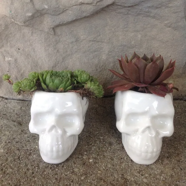 Skull Succulents photo 3