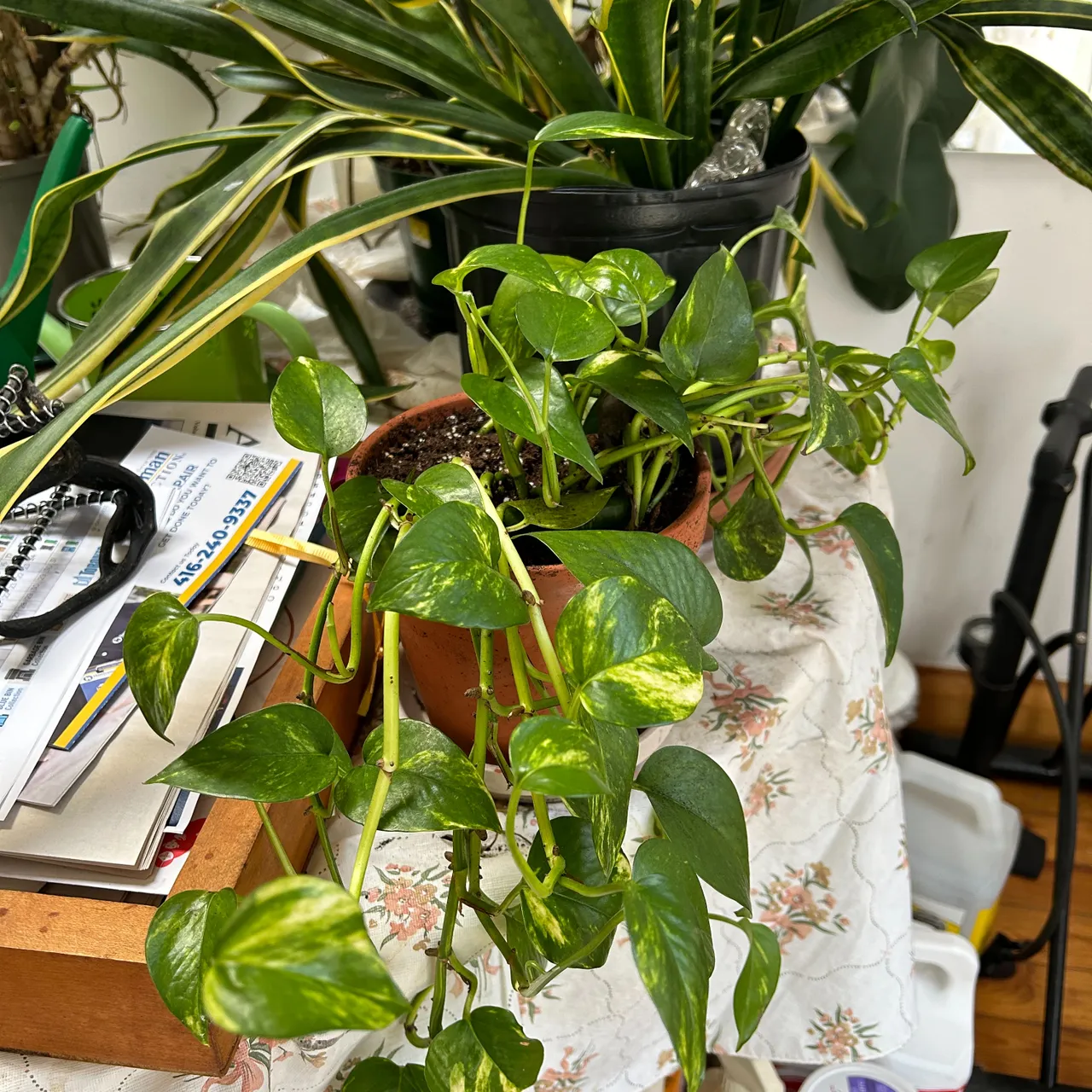 Pothos plant  photo 1