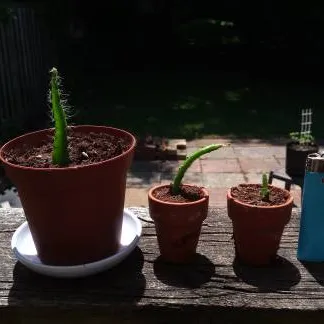 Three Little Cactus Plants photo 1