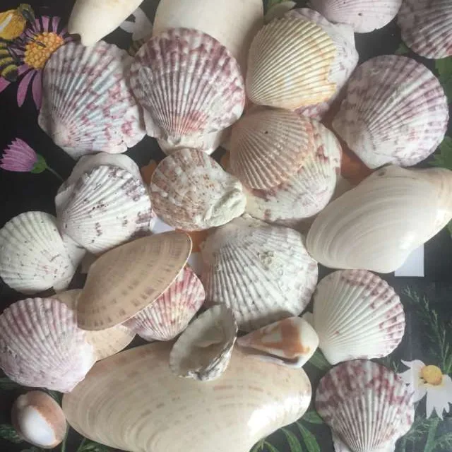 Seashells 🐚 photo 1