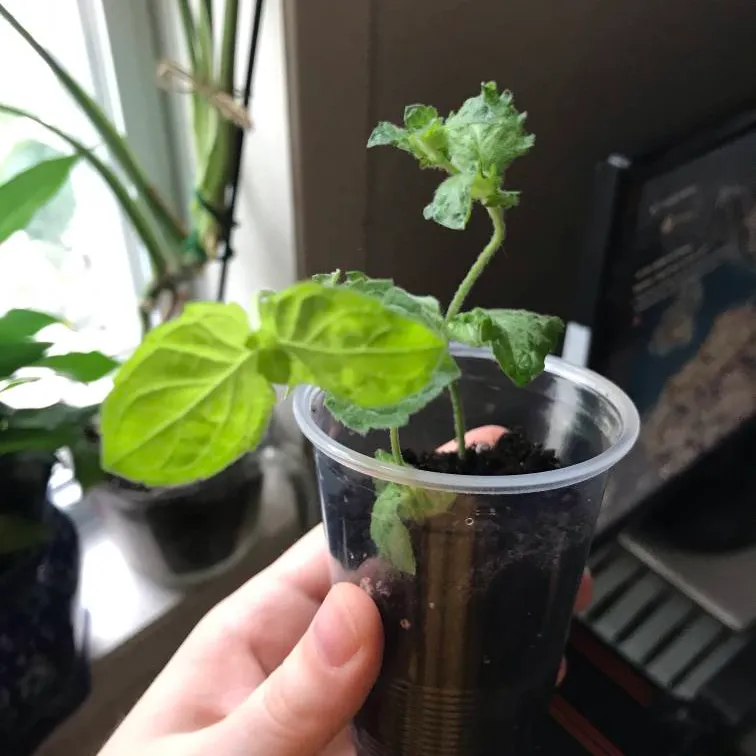 🌱 Baby Spearmint Plant 🌱 photo 3