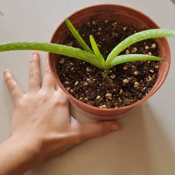 ⚛️ Mini Aloe Plant photo 3