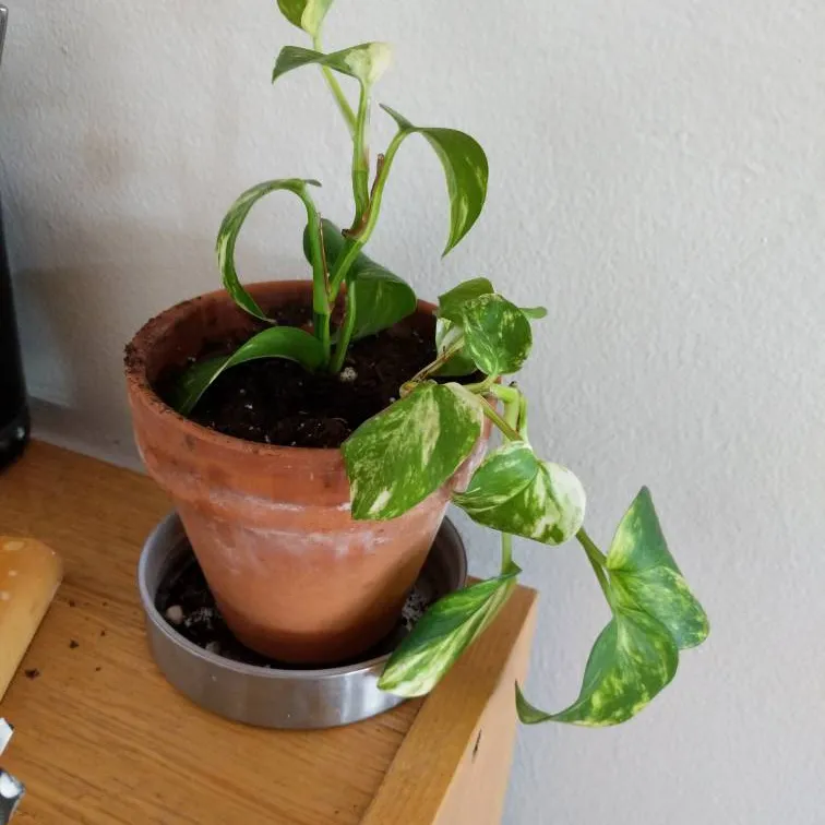 pothos, snake plant, spider plant babies and teenagers photo 1