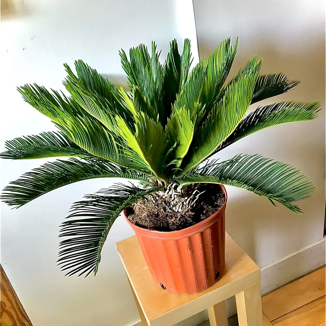 Sago Palm 🏝💕 Plant photo 1