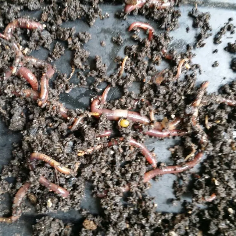 Red Wiggler Worms photo 1