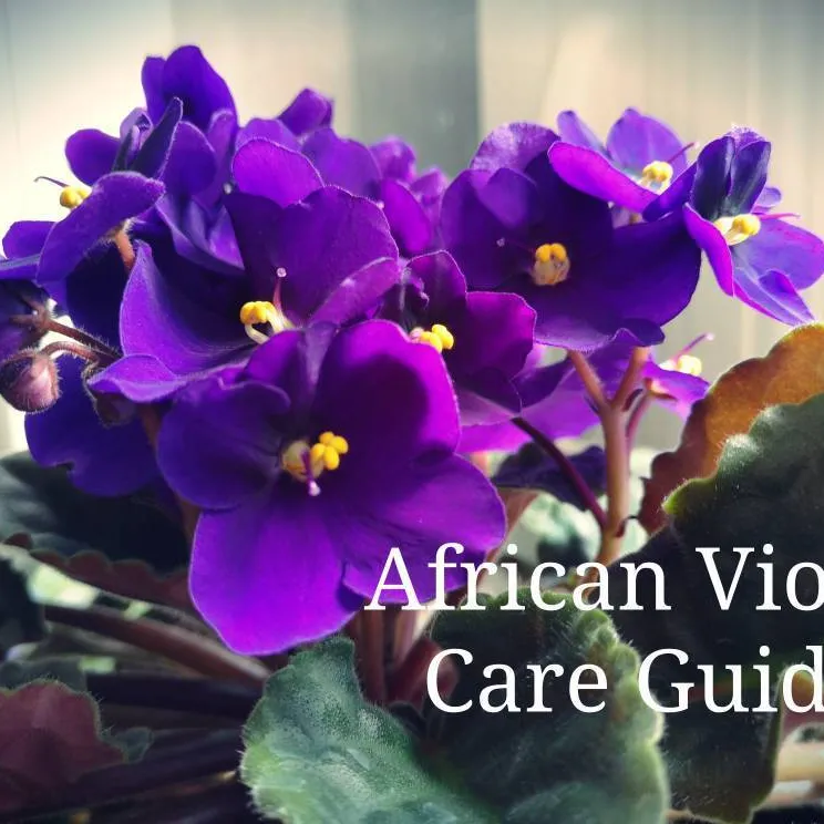 African Violet Care Guide photo 1