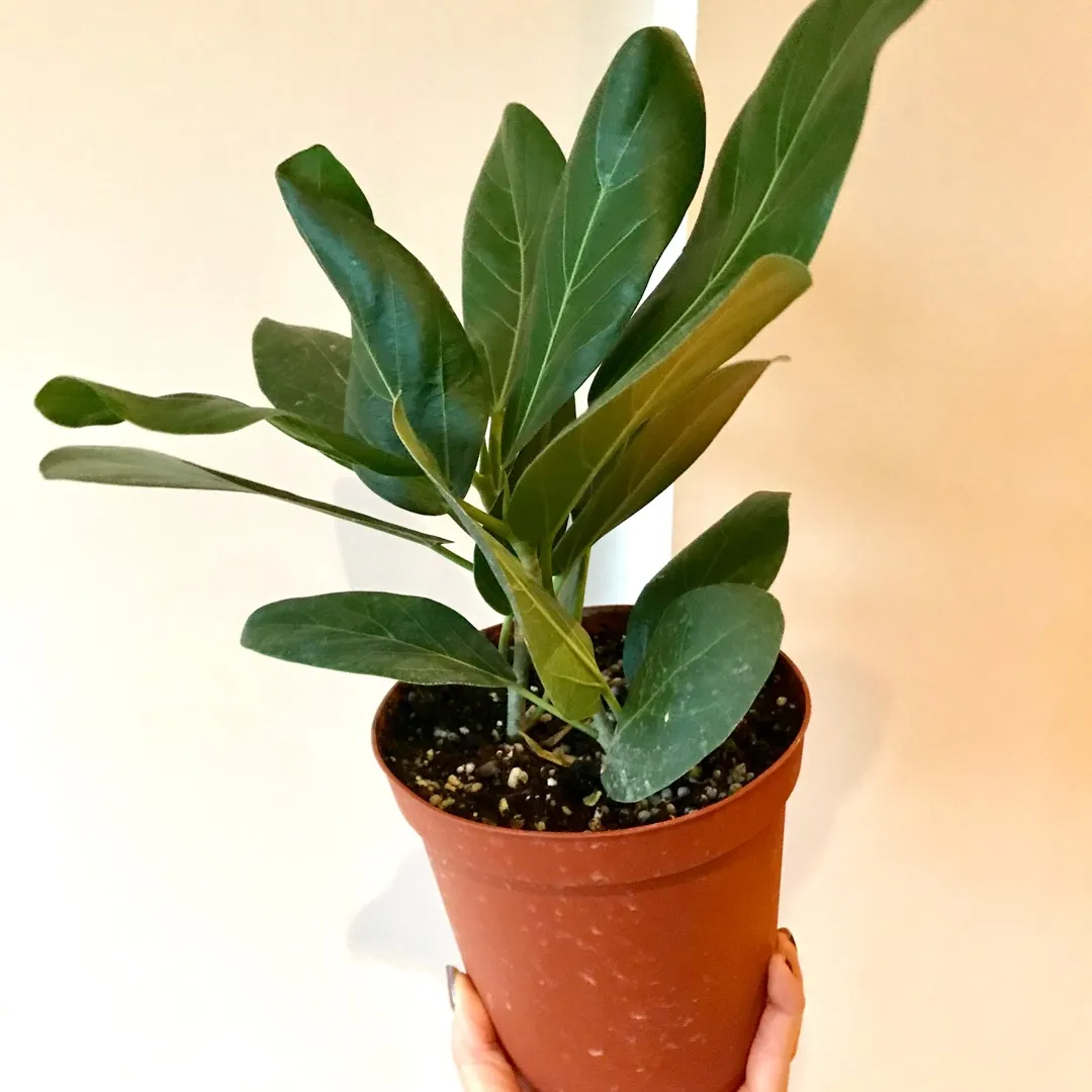 Ficus Audrey 🌳💕 Tree Plant photo 1