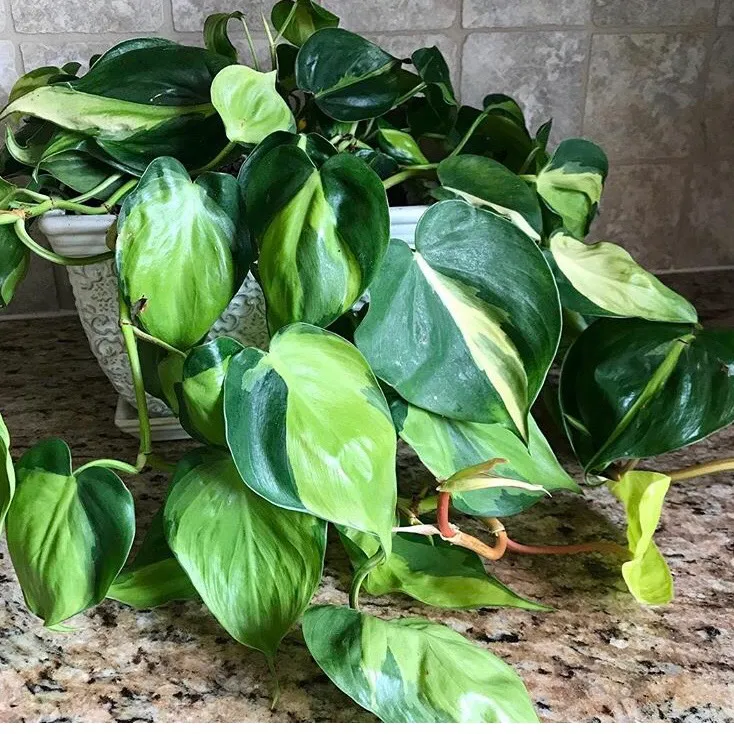Philodendron brasil Plant Cutting photo 1