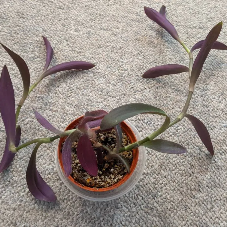Purple Heart Plant photo 1