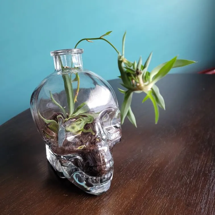 Skull Spider Plant photo 1