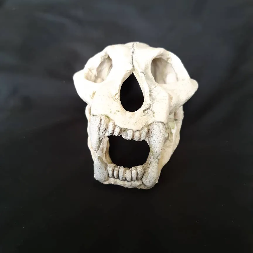 Decorative Animal Skull photo 1