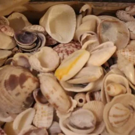 Sea Shells photo 1