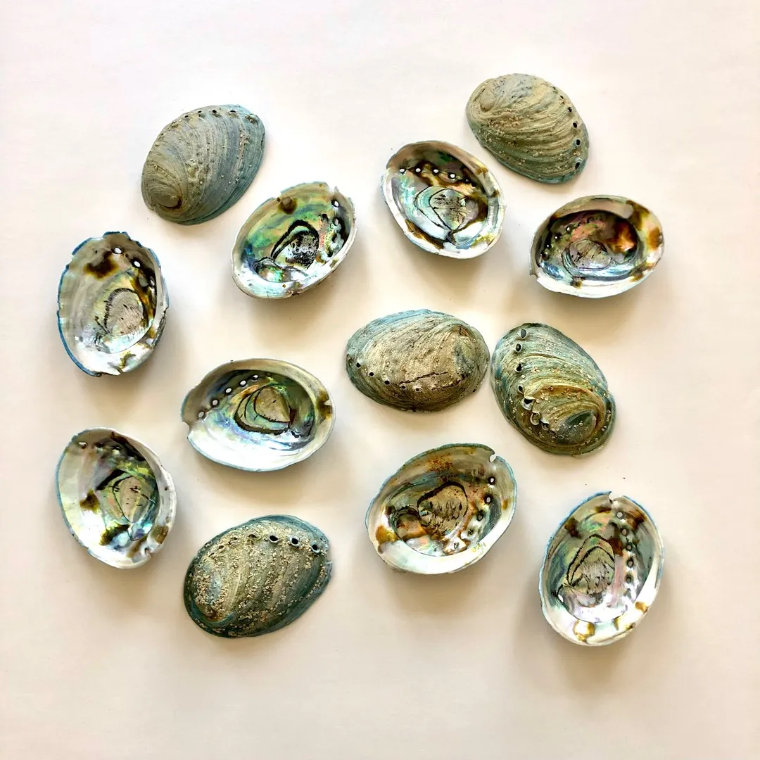 Abalone Shells photo 5