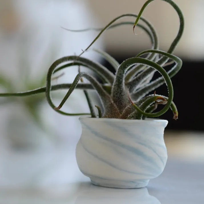 Tiny Airplant With Blue And White Handmade Porcelain Holder photo 1