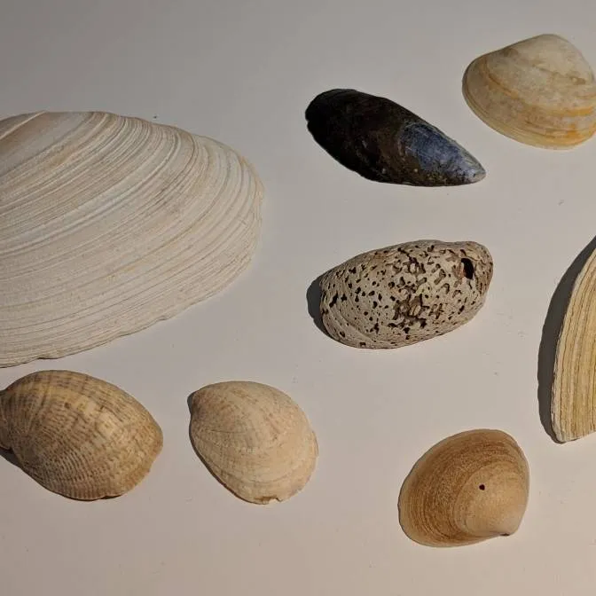 Free: Seashell Collection From Brighton Beach, New York photo 1