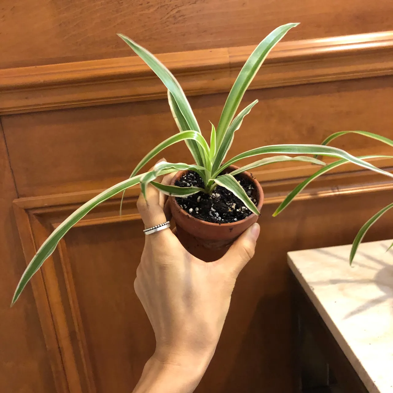 Spider plant in clay pot photo 1