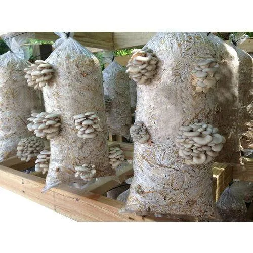 ISO Mushroom Spawn photo 1