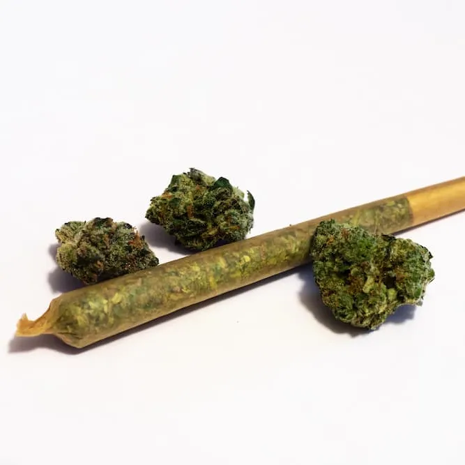 Cannabis 🌿 photo 1