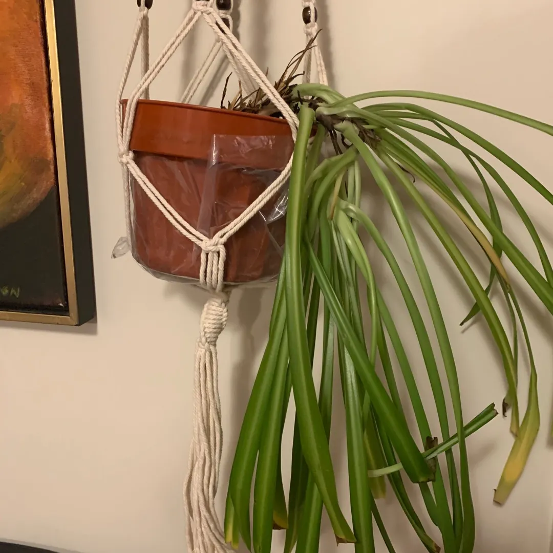 Spider Plant with Macrame Hanger photo 3