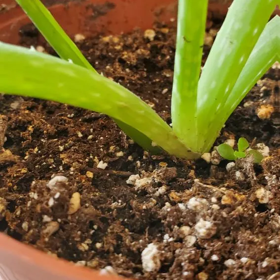 ⚛️ Mini Aloe Plant photo 4