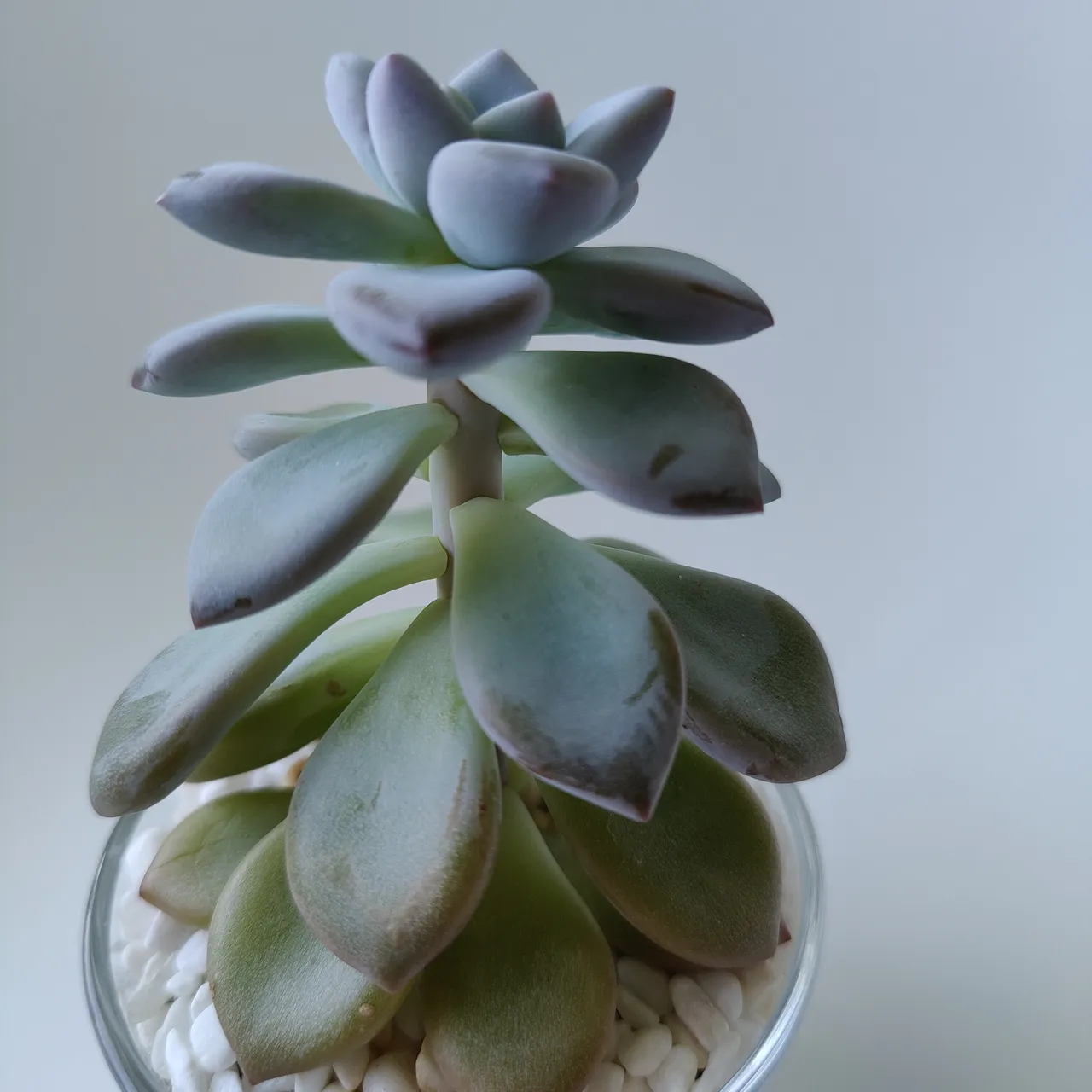 Pending Potted succulent  photo 3
